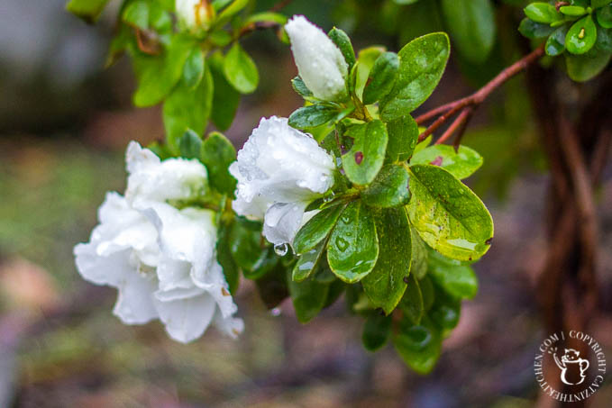 azalea-tree-2