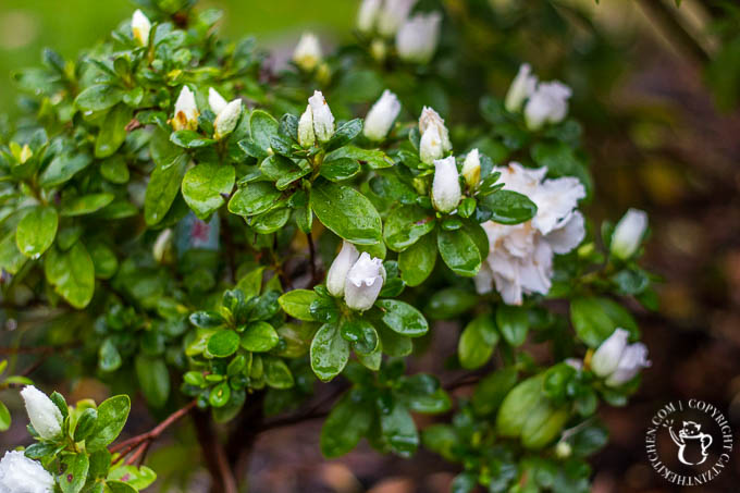 azalea-tree-3