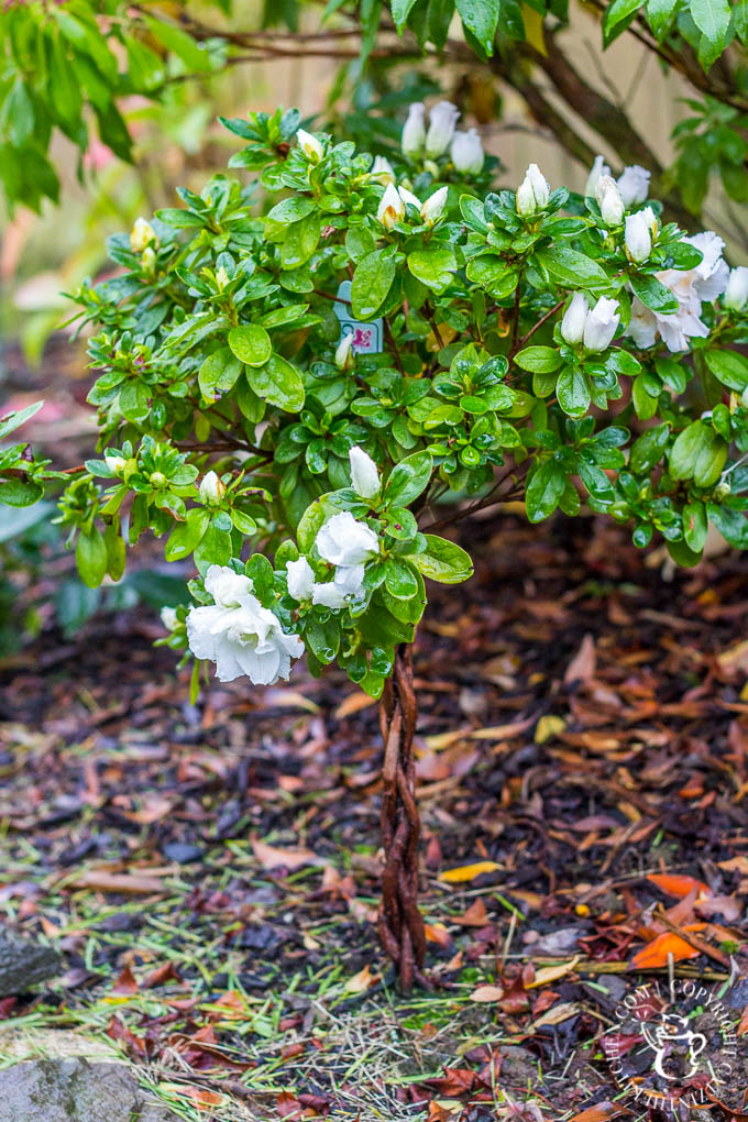 azalea-tree-7