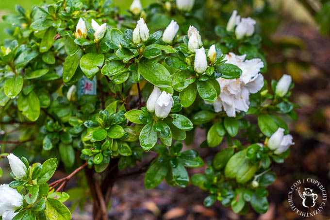 azalea-tree