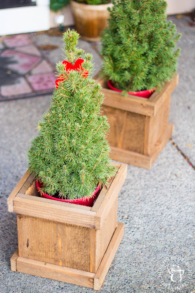 Festive touches for the holidays don't get much easier or cheaper than these cute little trees in this $4 DIY cedar planter!