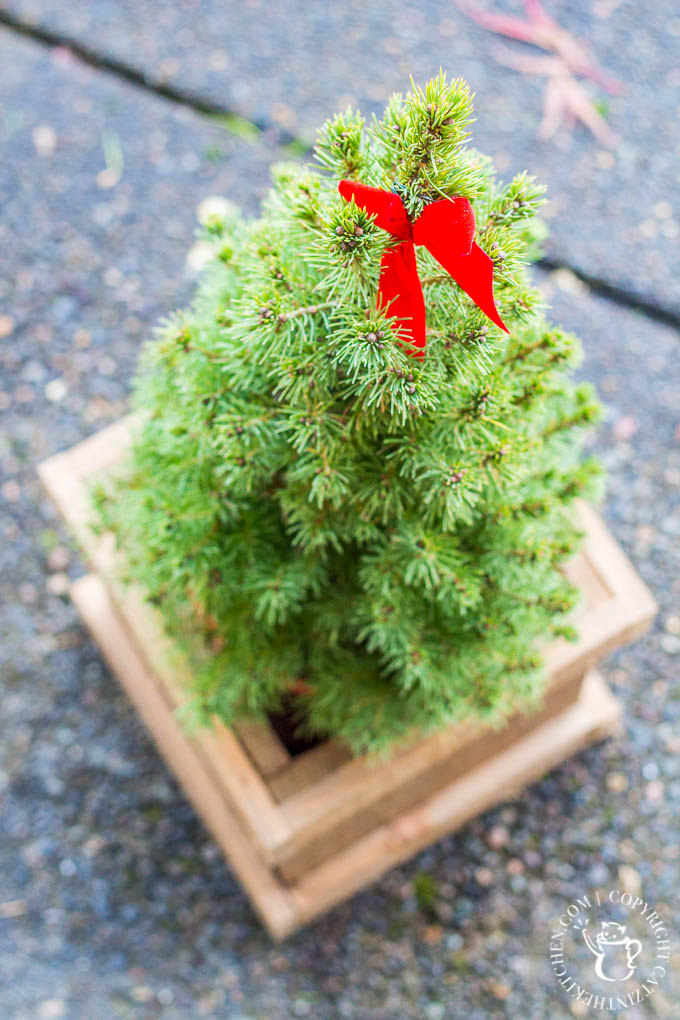Festive touches for the holidays don't get much easier or cheaper than these cute little trees in this $4 DIY cedar planter!